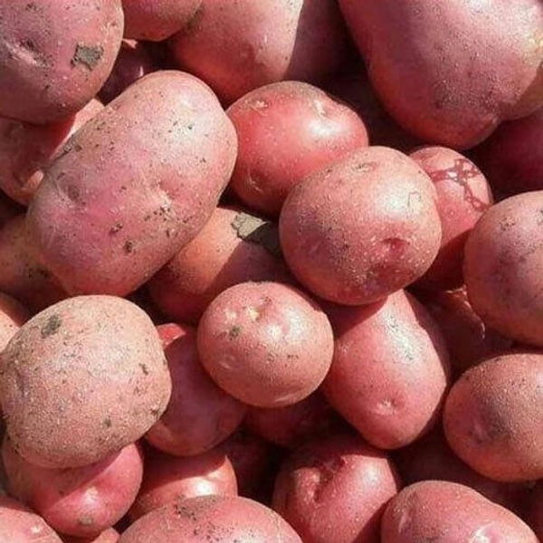 Non Sweet Fresh Potato