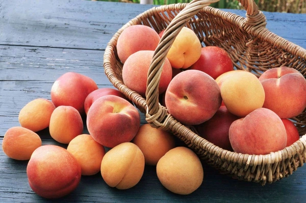 Peach (Aadoo / Aru) 🍑