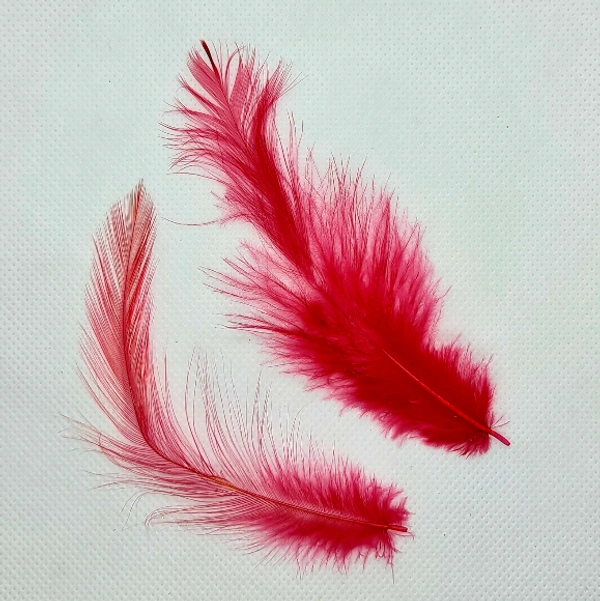Feathers-Red-10gm - Red