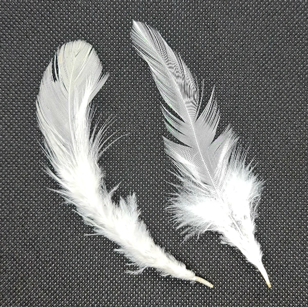 Feathers-White-10gm - White