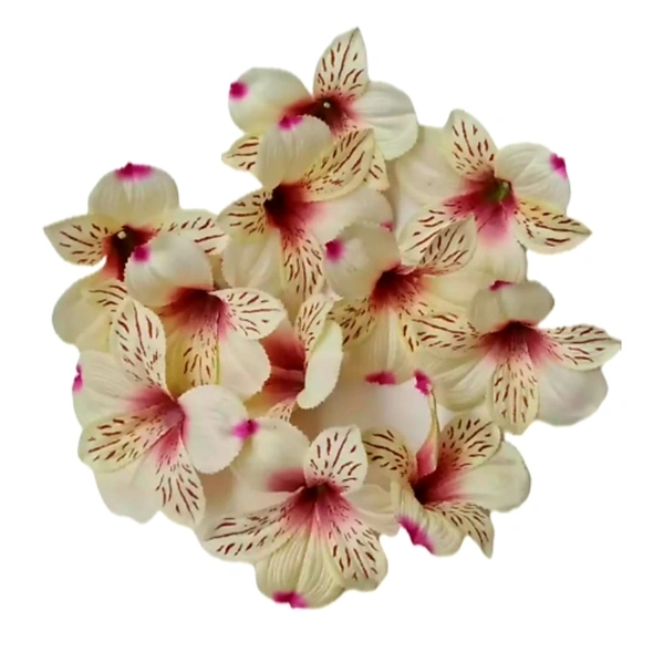 Orchids - Pack Of 12