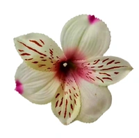Orchids - Pack Of 12