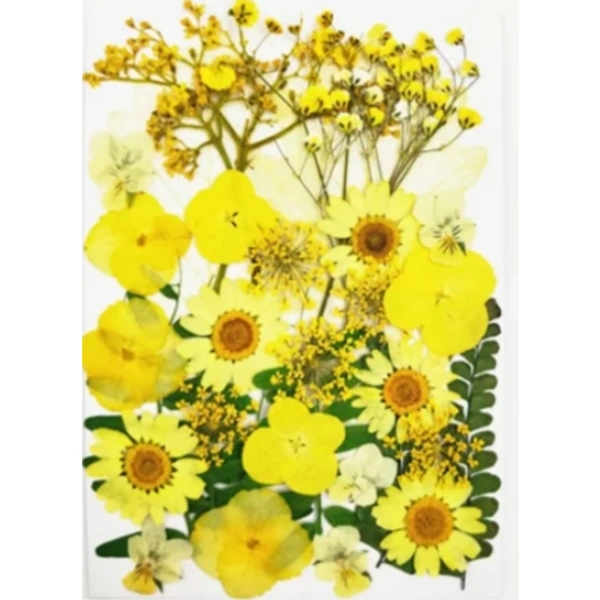 Craft Affaire Dried Pressed Flowers Sheet - 31 Pieces