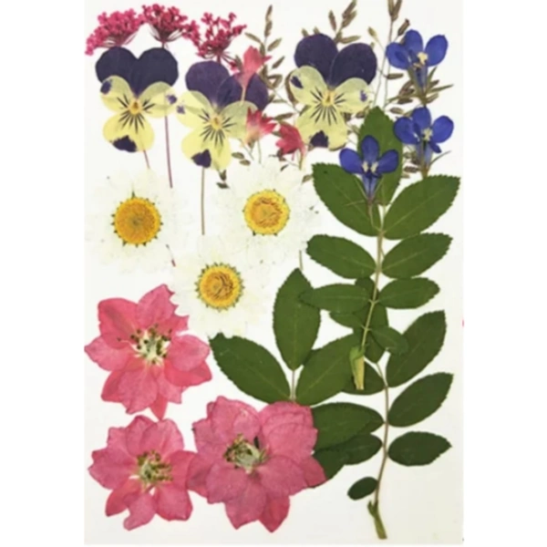 Craft Affaire Dried Pressed Flowers Sheet - 24 Pieces - Design 01