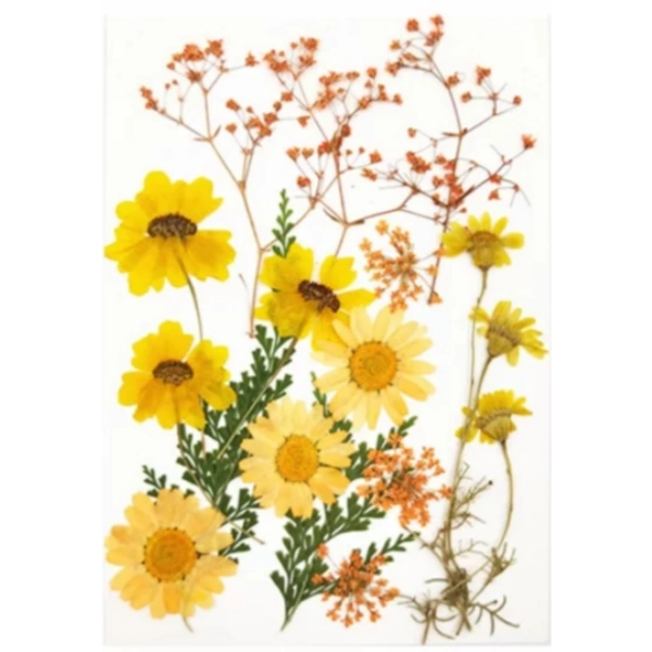Craft Affaire Dried Pressed Flowers Sheet - 16 pieces - Design 01