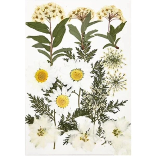 Craft Affaire Dried Pressed Flowers Sheet - 16 Pieces - Design 03