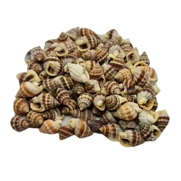 Sea Shells - Design 01 - 150 gm