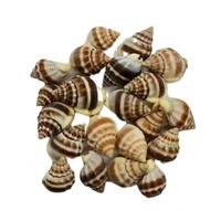 Sea Shells - Design 01 - 150 gm