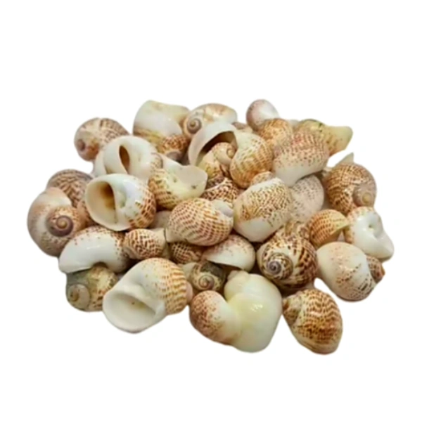 Sea Shells - Design 02 - 150 gm