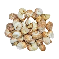 Sea Shells - Design 02 - 150 gm