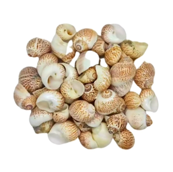Sea Shells - Design 02 - 150 gm