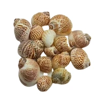 Sea Shells - Design 02 - 150 gm