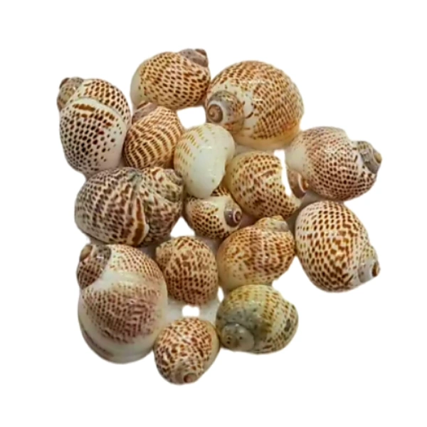 Sea Shells - Design 02 - 150 gm