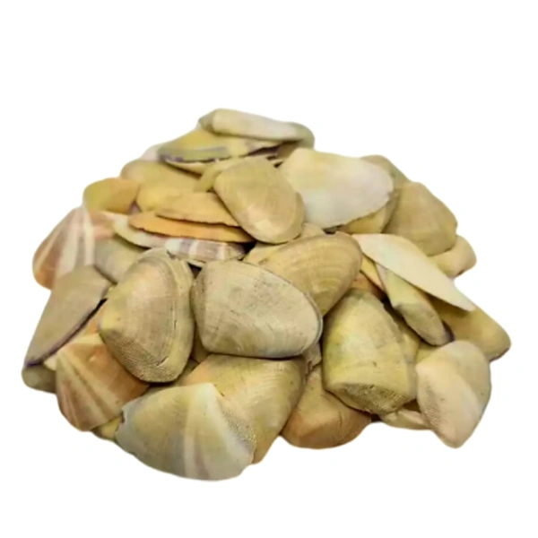 Sea Shells - Design 03 - 150 gm