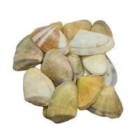 Sea Shells - Design 03 - 150 gm
