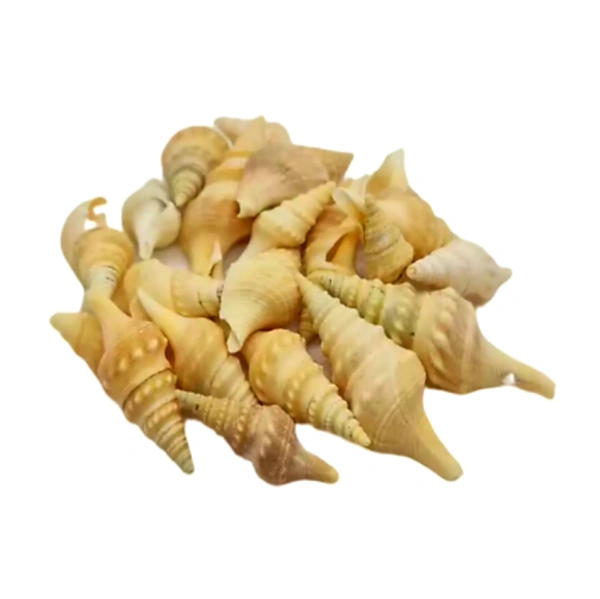 Sea Shells - Design 04 - 150 gm