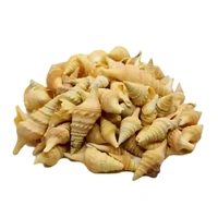 Sea Shells - Design 04 - 150 gm