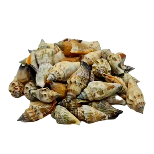 Sea Shells - Design 05 - 150 gm