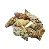 Sea Shells - Design 05 - 150 gm