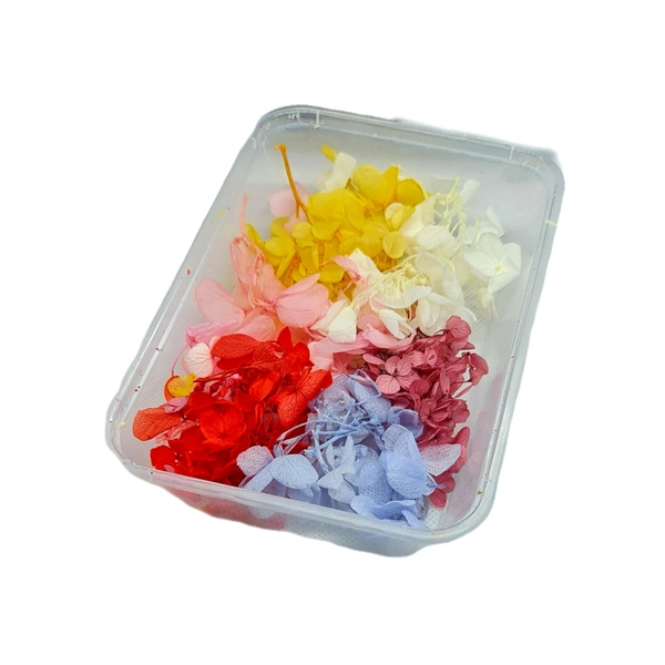 Dried Flower Box - Hydra