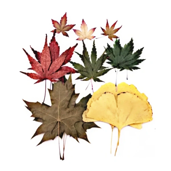 Dried Flowers - Design 25 - 18 Pieces