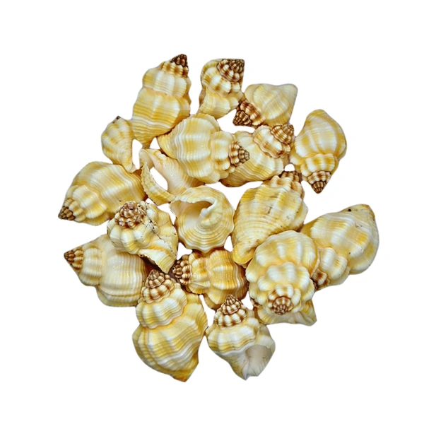 Sea Shells - Design 10 - 150g