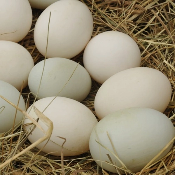 Egg Duck 