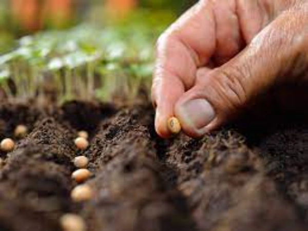 VEGETABEL SEEDS 2g 