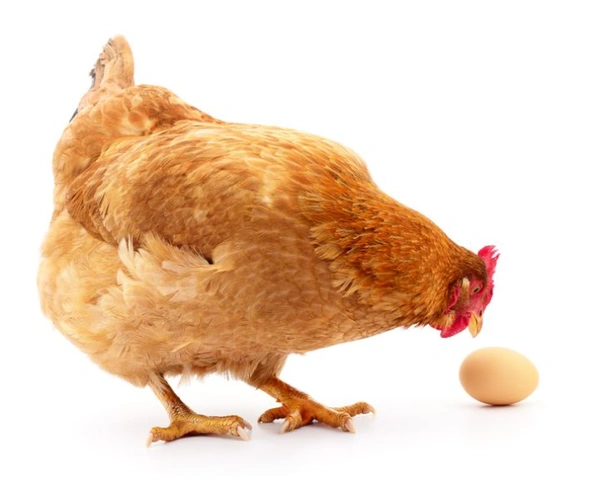 Egg Nadan ( നാടൻ കോഴിമുട്ട)