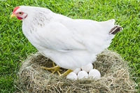 Egg White 