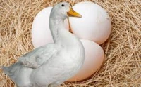 Egg Duck 