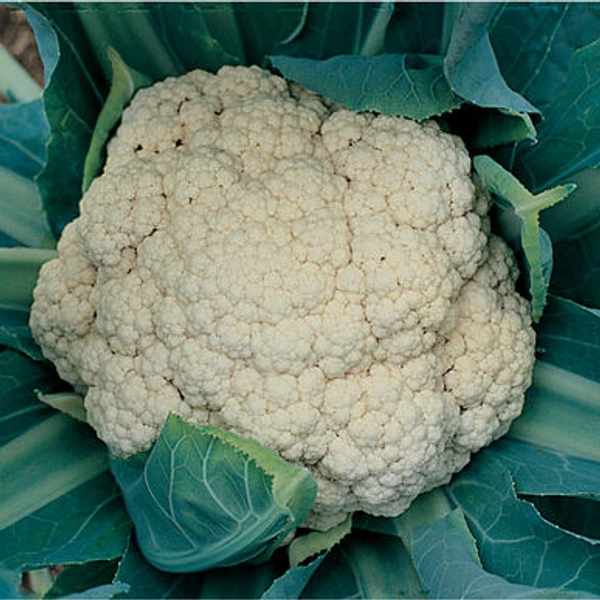 Cauliflower 