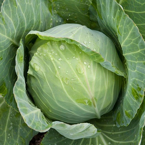 Cabbage