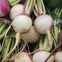 Turnip ½kg