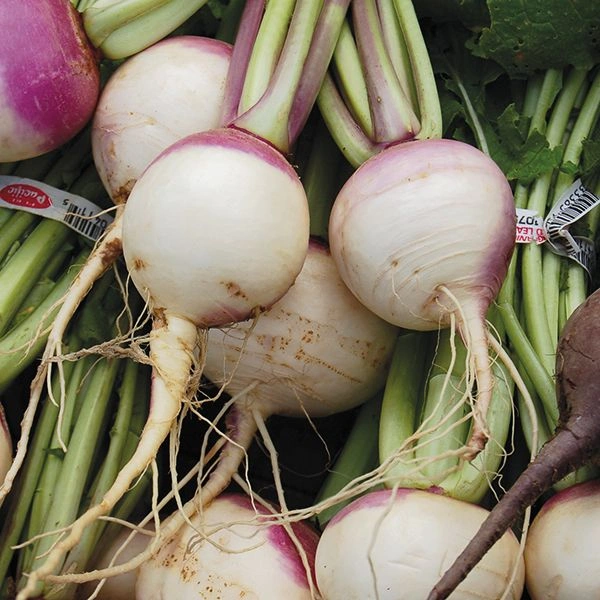 Turnip ½kg