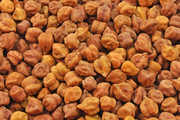 Kala Chana