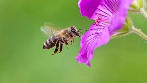 Small Bee Honey ( சிறு தேனீ தேன் ) - 450 gms