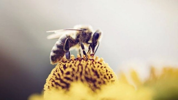 Pollen Honey ( மகரந்த தேன் ) - 300 gms