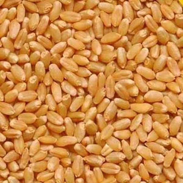 Gahu Sharbati MP - 10 kg