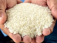 कोलम  - 1kg