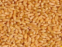 गहू - 1kg