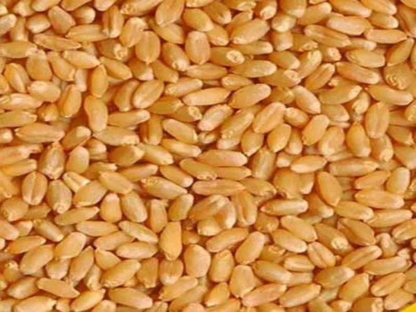 गहू - 1kg